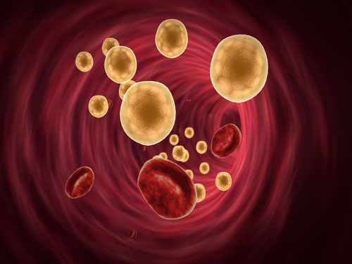 Fat Cells in the blood